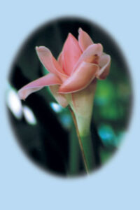 Spice Island Image